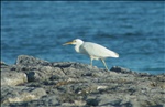 White egret